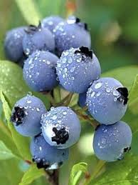 Bilberry, Fluid Extract, 1:1, 50ml
