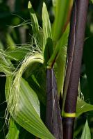 Corn Silk, Fluid Extract, 1:1, 100ml